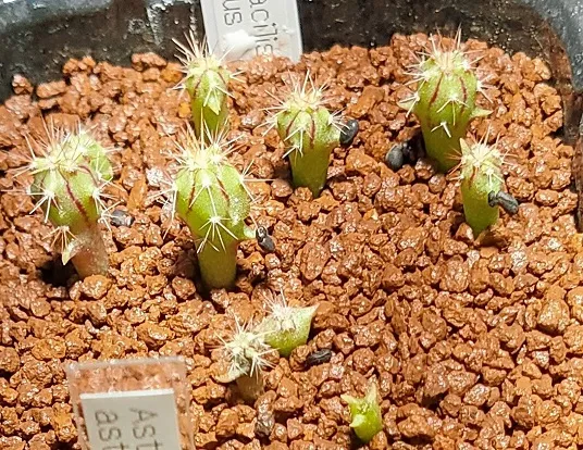 Ferocactus gracilis subsp. coloratus subsp. coloratus (フェロカクタス コロラタス)