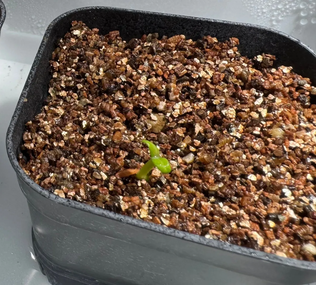 種子] パキポディウム グラキリス Lot.2025H Pachypodium rosulatum