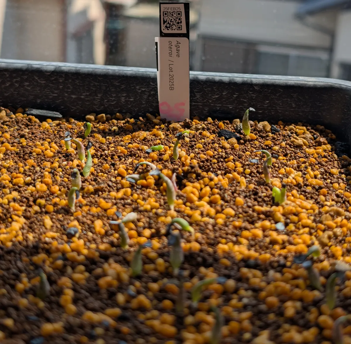 Agave oteroi (アガベ オテロイ)