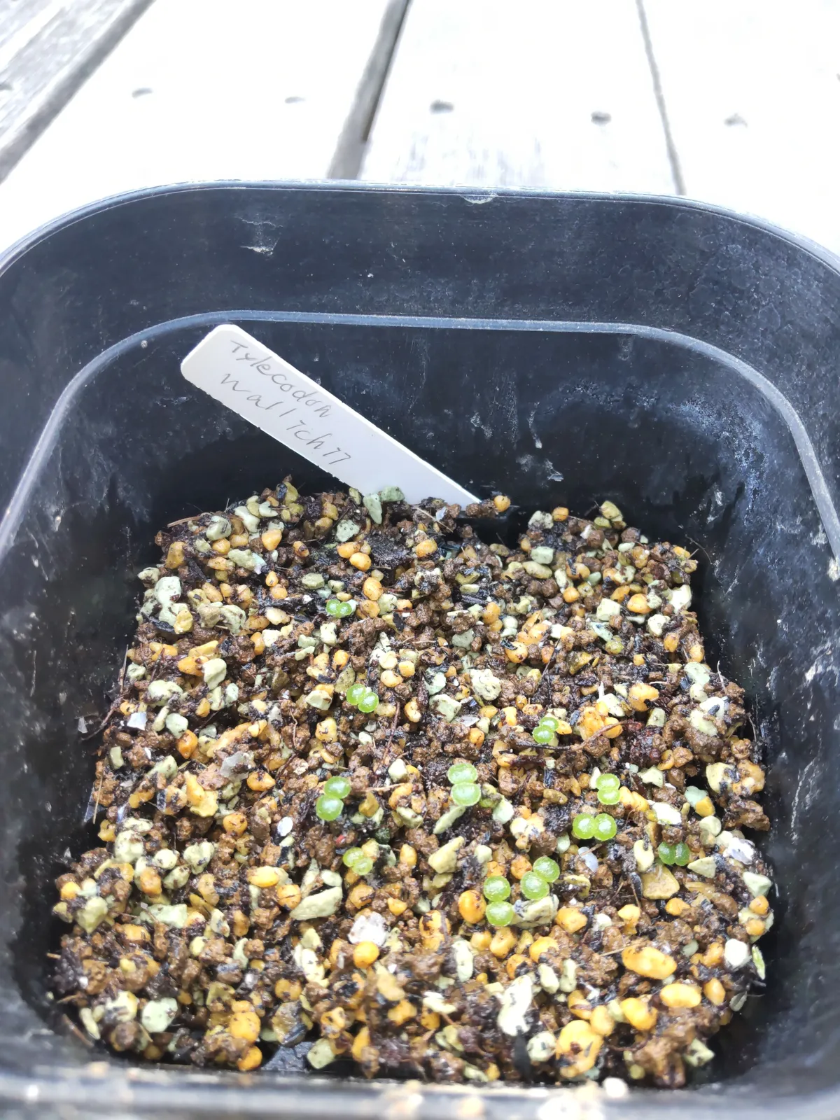 Tylecodon wallichii (ティレコドン ワリチー)