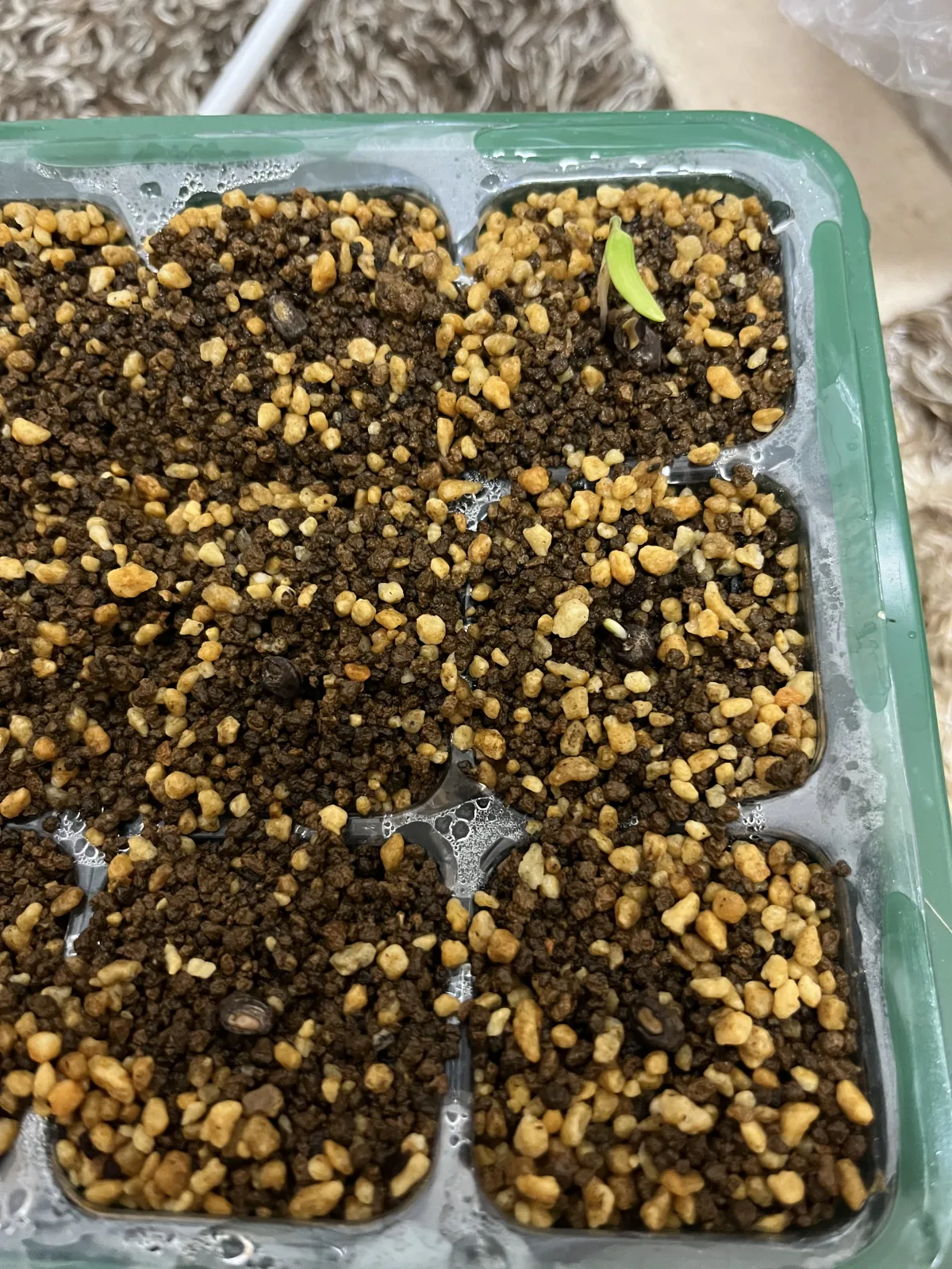 Operculicarya pachypus (オペルクリカリア パキプス)