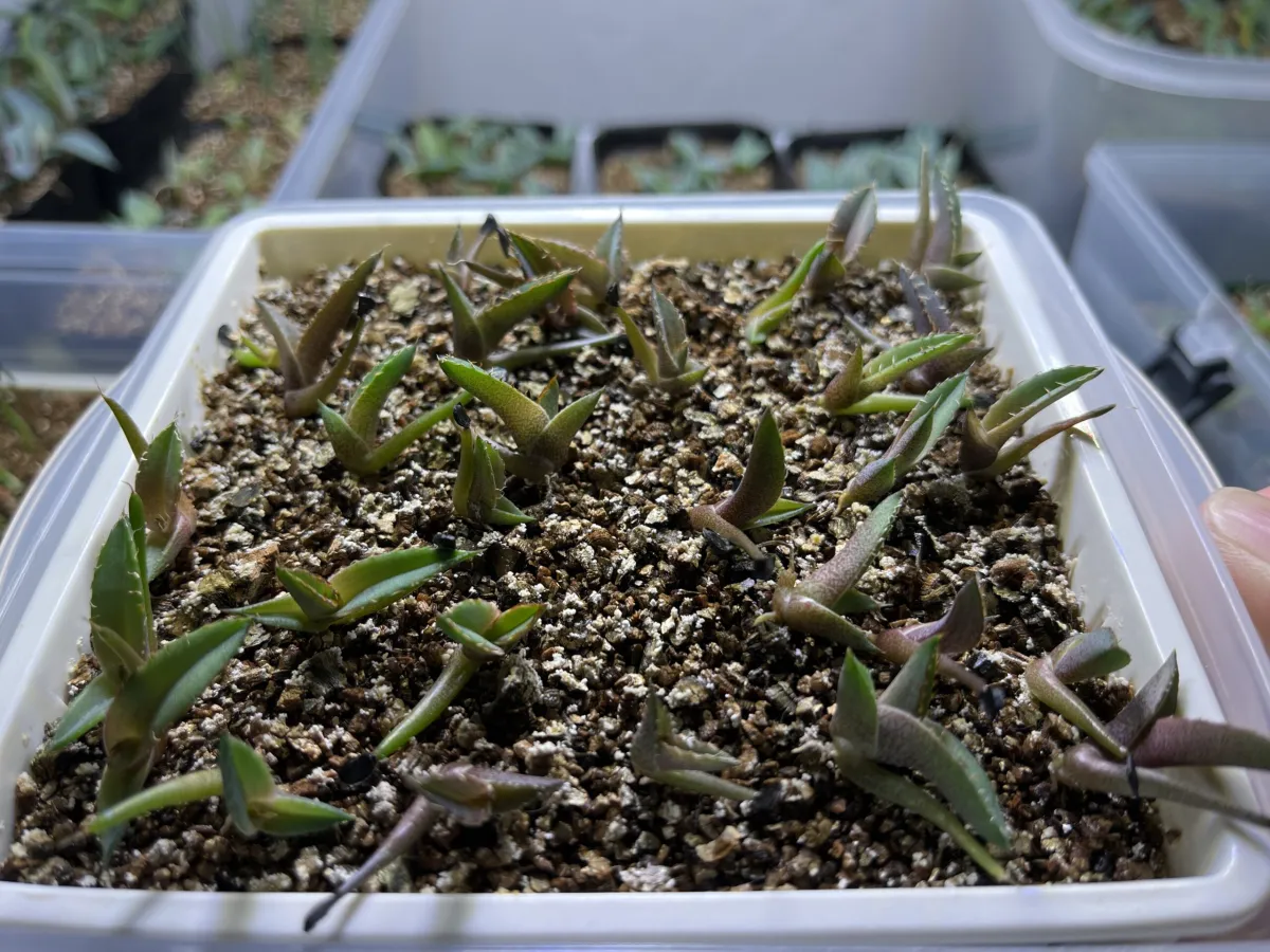 Agave titanota 'Blue' (アガベ チタノタブルー)