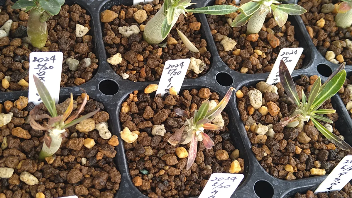 Pachypodium rosulatum var. inopinatum (パキポディウム イノピナツム)