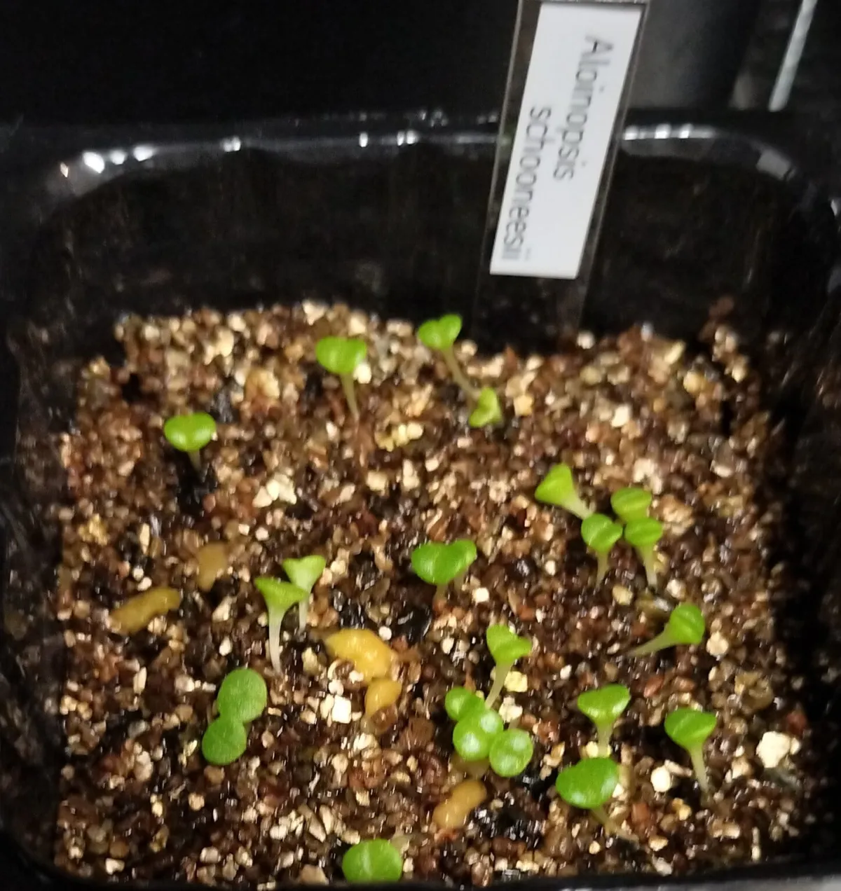 Aloinopsis schooneesii (アロイノプシス スクーネーシー)