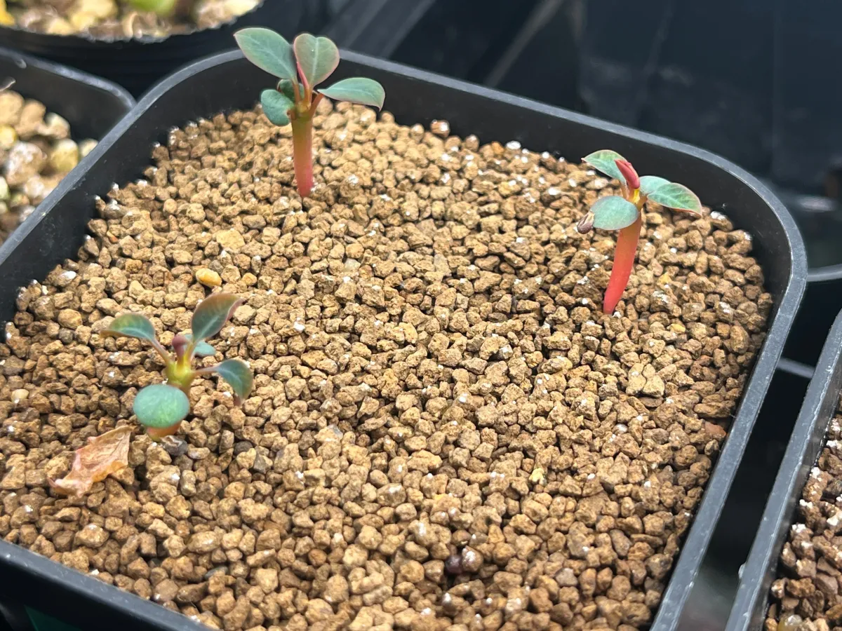 Euphorbia pachypodioides (ユーフォルビア パキポディオイデス)