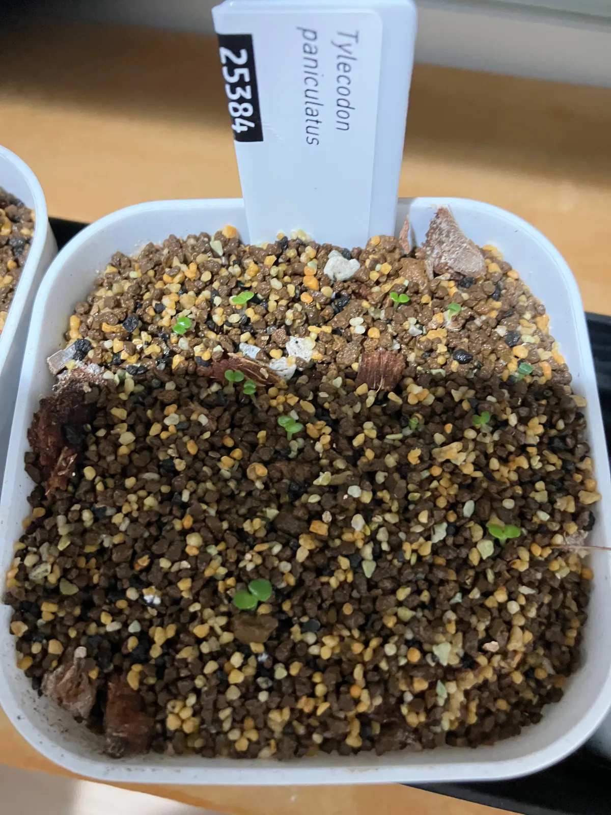 Tylecodon paniculatus (ティレコドン パニクラタス)