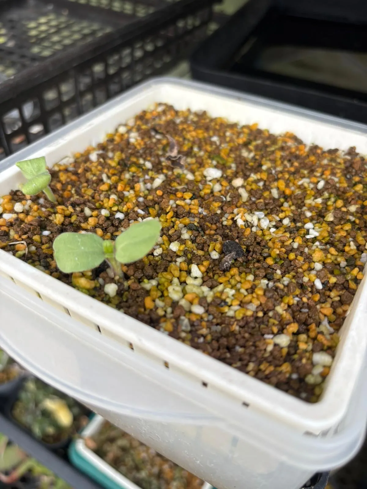 Adenium arabicum (アデニウム アラビカム)