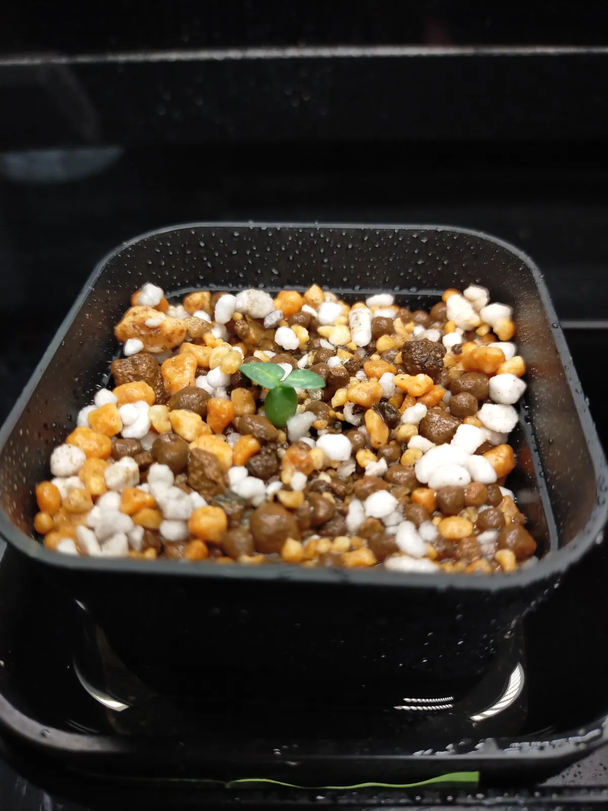 Pachypodium rosulatum var. gracilius (パキポディウム グラキリス)