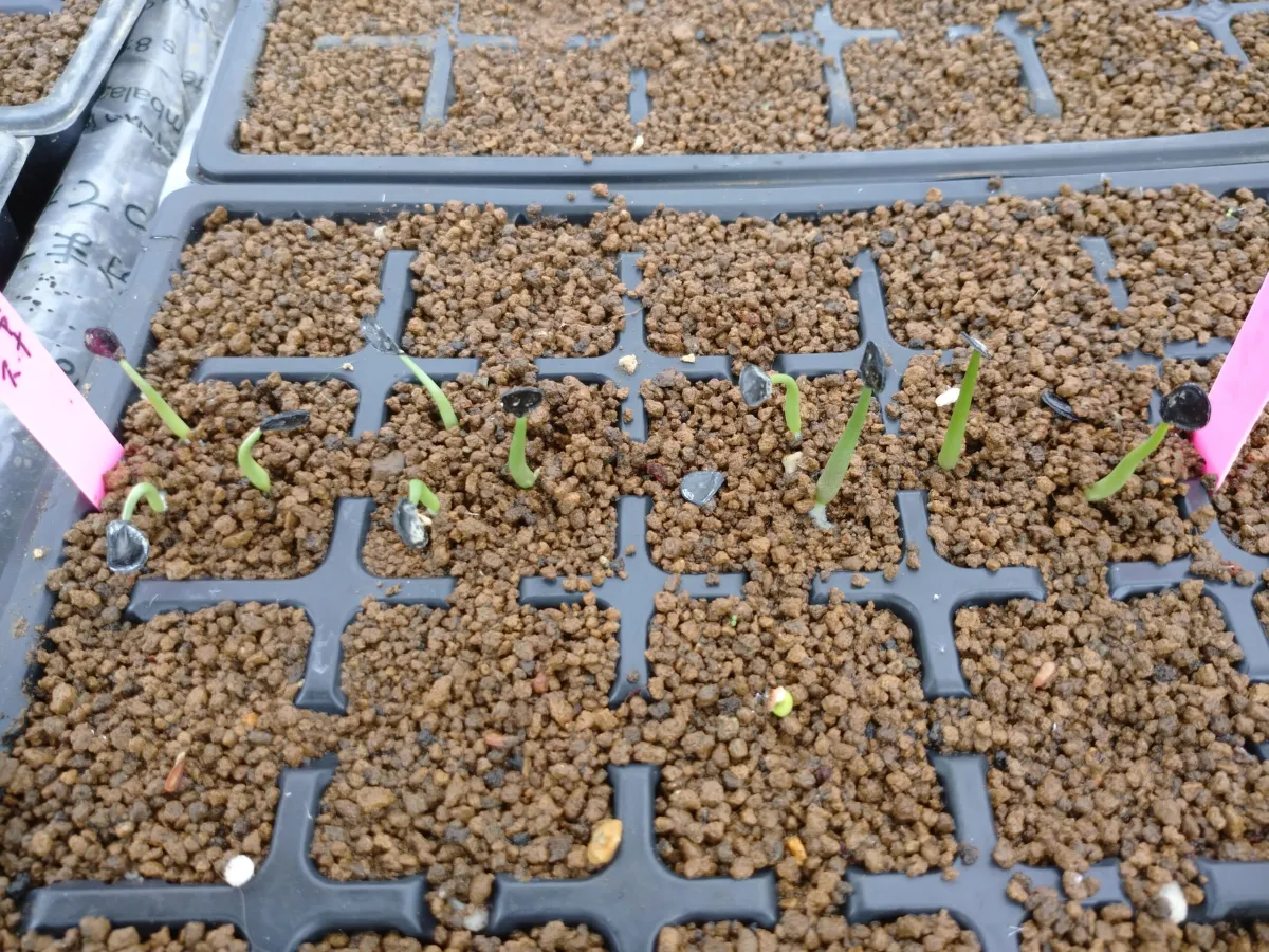 Agave salmiana var. ferox (アガベ フェロックス)