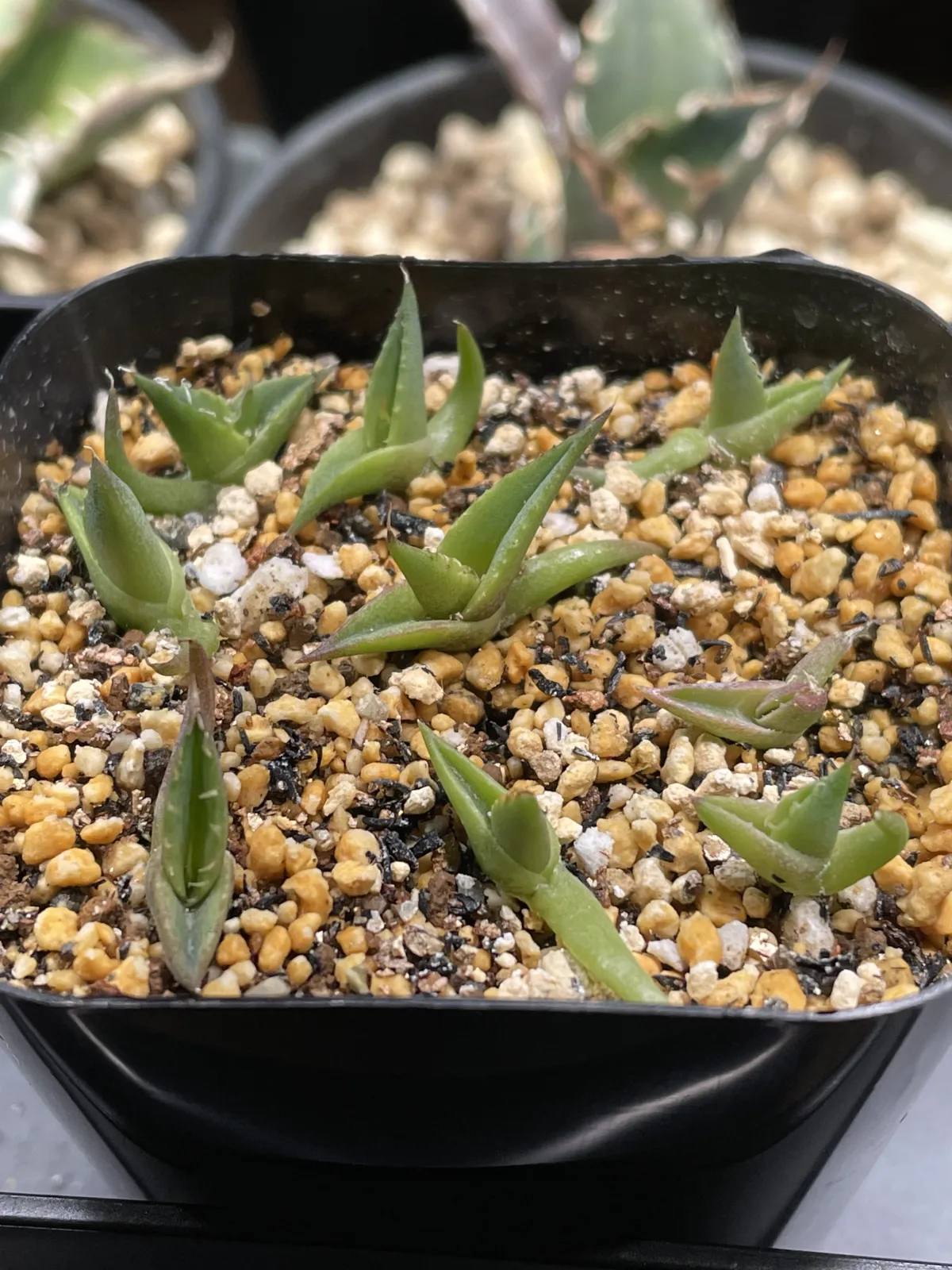 Agave horrida ssp. horrida (アガベ ホリダ)