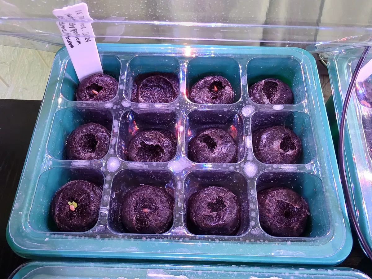 Pachypodium densiflorum var. densiflorum (パキポディウム デンシフローラム)