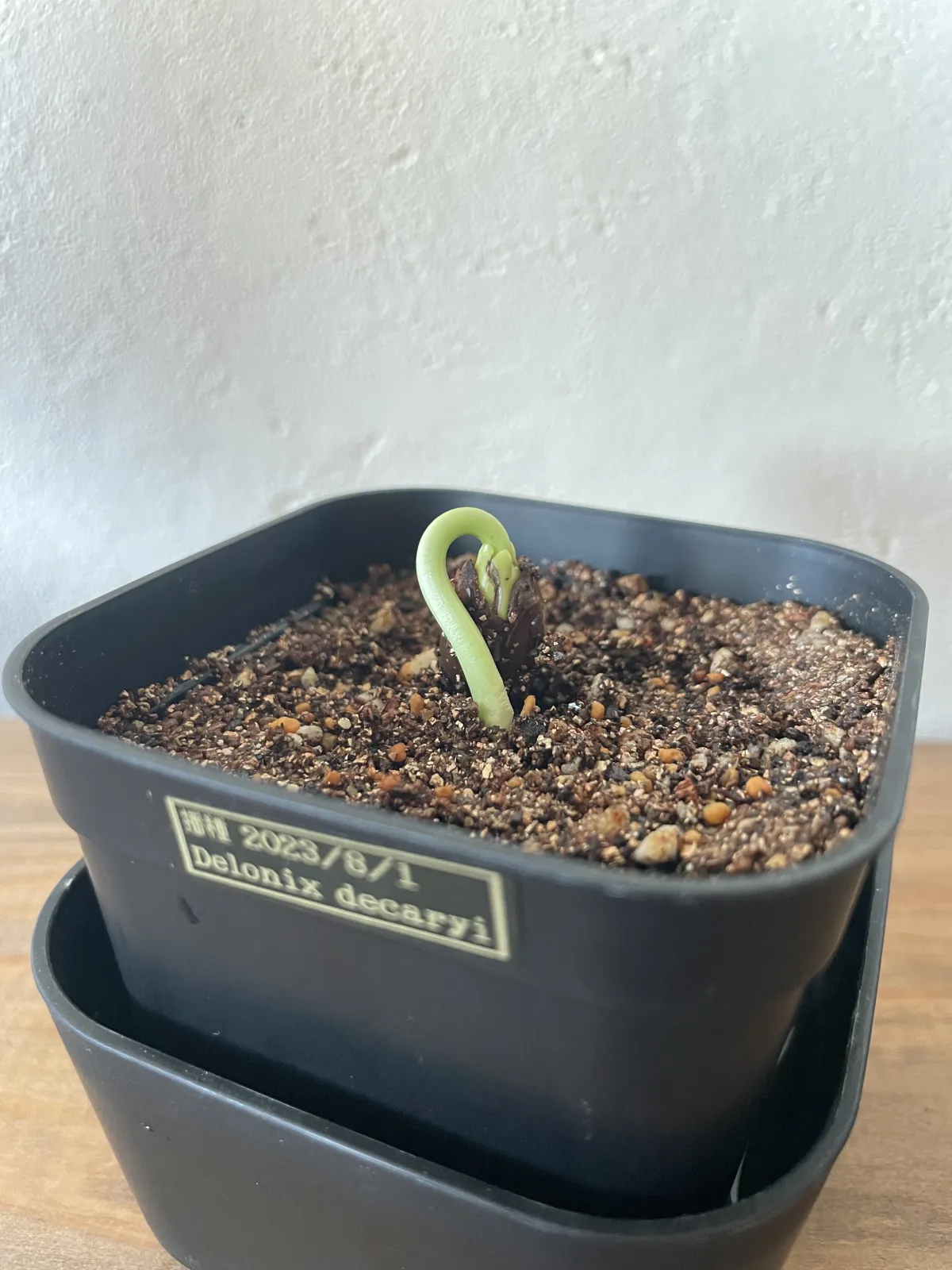 Delonix decaryi (デロニクス デカリー)