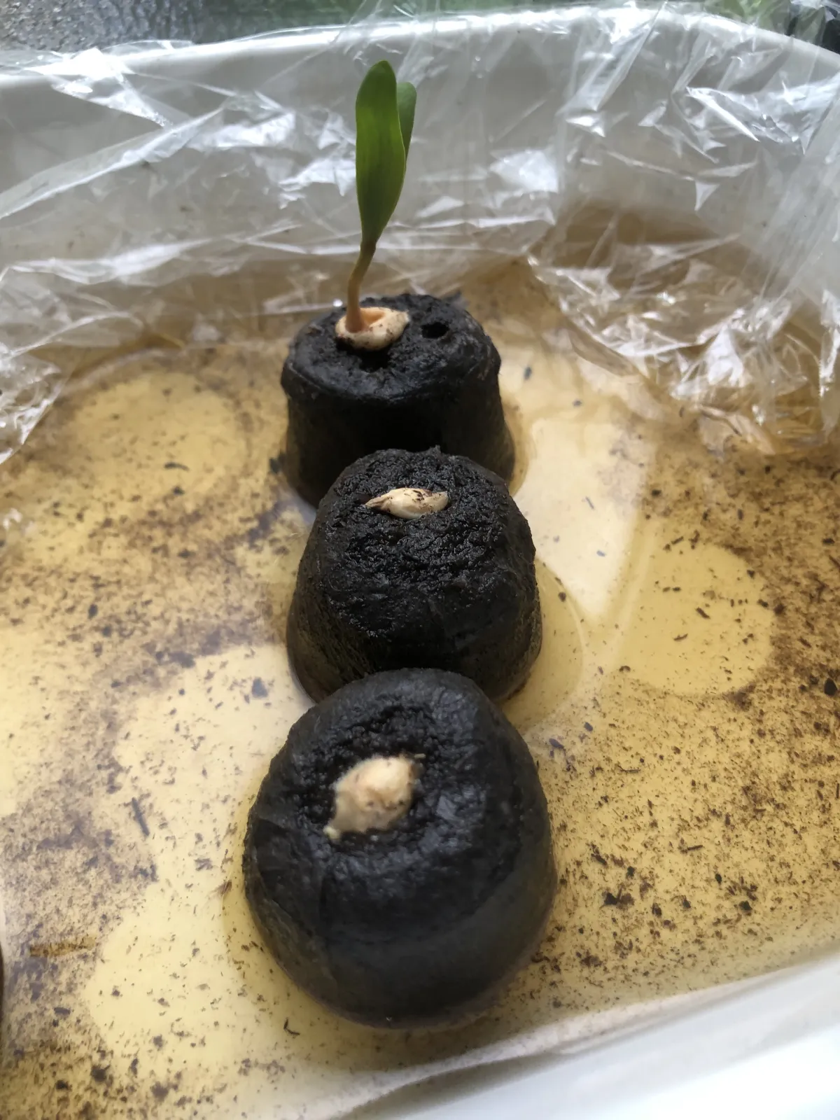 [無料種子/発芽難ロット] ウェルウィッチア ミラビリス 奇想天外 Welwitschia mirabilis