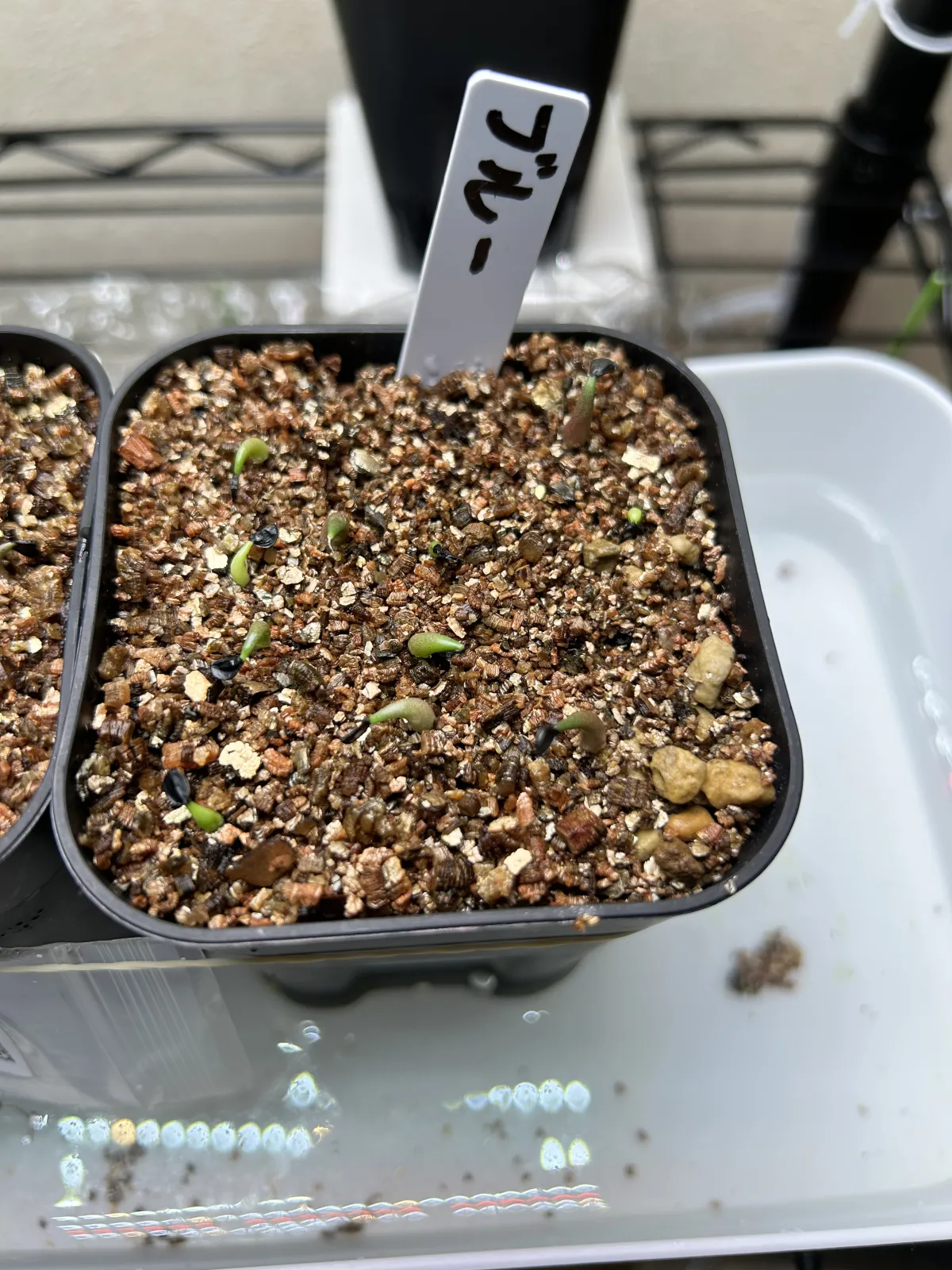 Agave titanota 'Blue' (アガベ チタノタブルー)