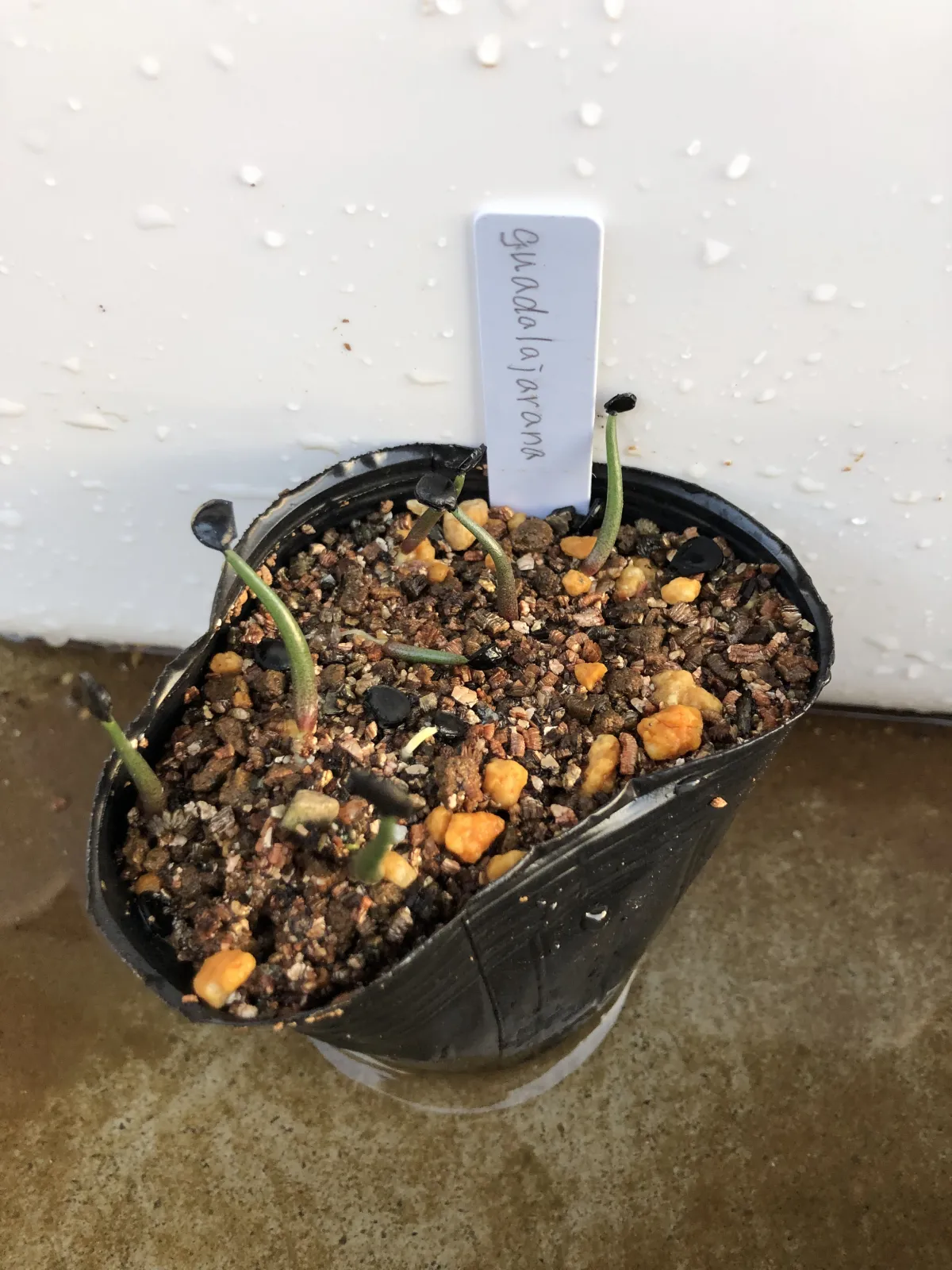 Agave guadalajarana (アガベ グアダラハラナ)