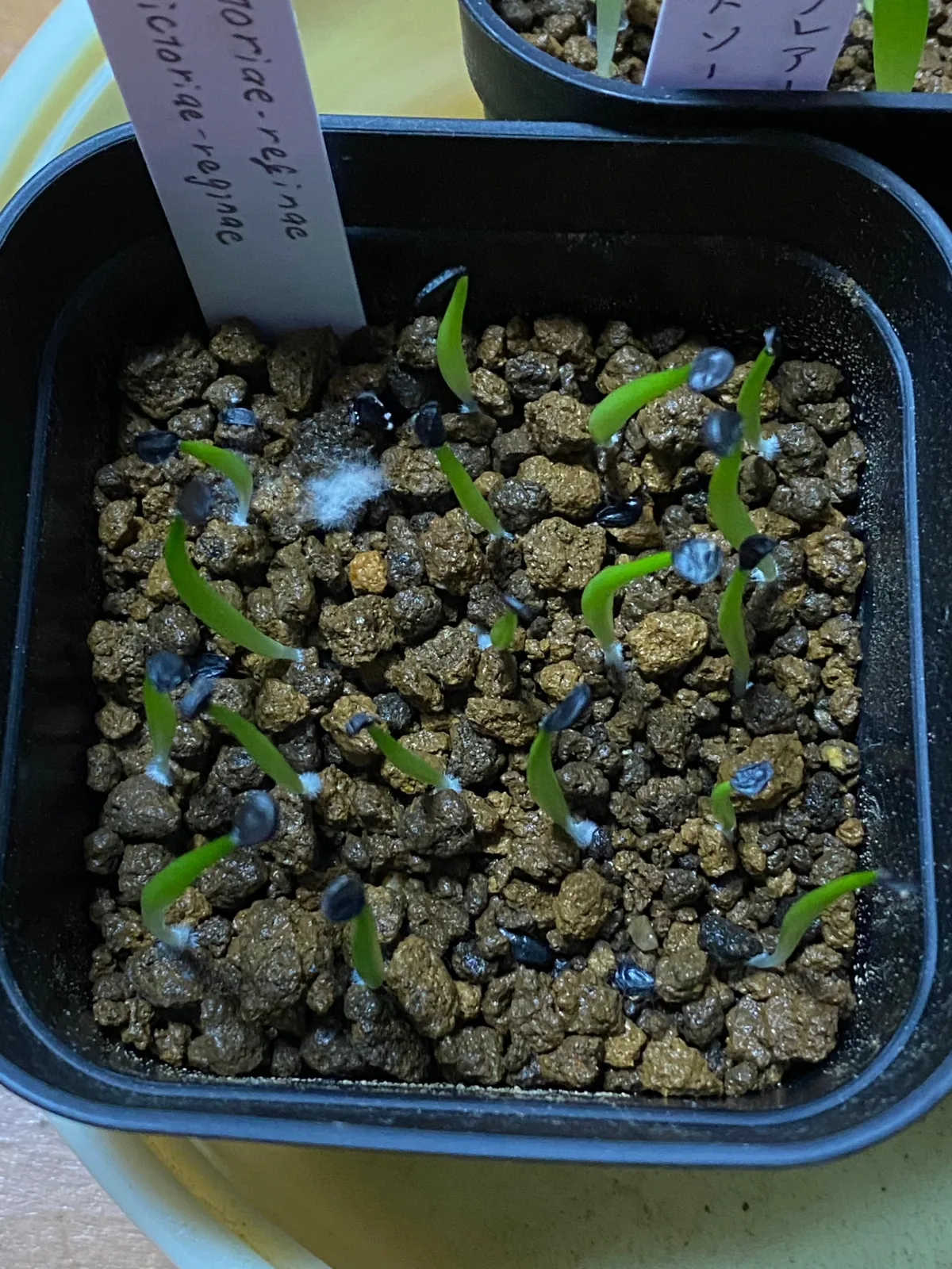 Agave victoriae-reginae (アガベ ビクトリアレジーナエ 笹の雪)