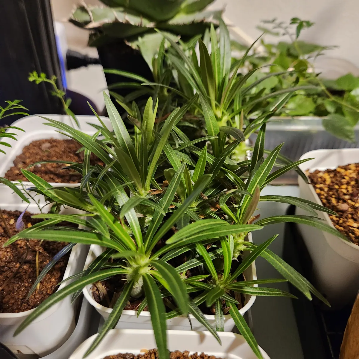 Pachypodium rosulatum ssp. cactipes (パキポディウム カクチペス)