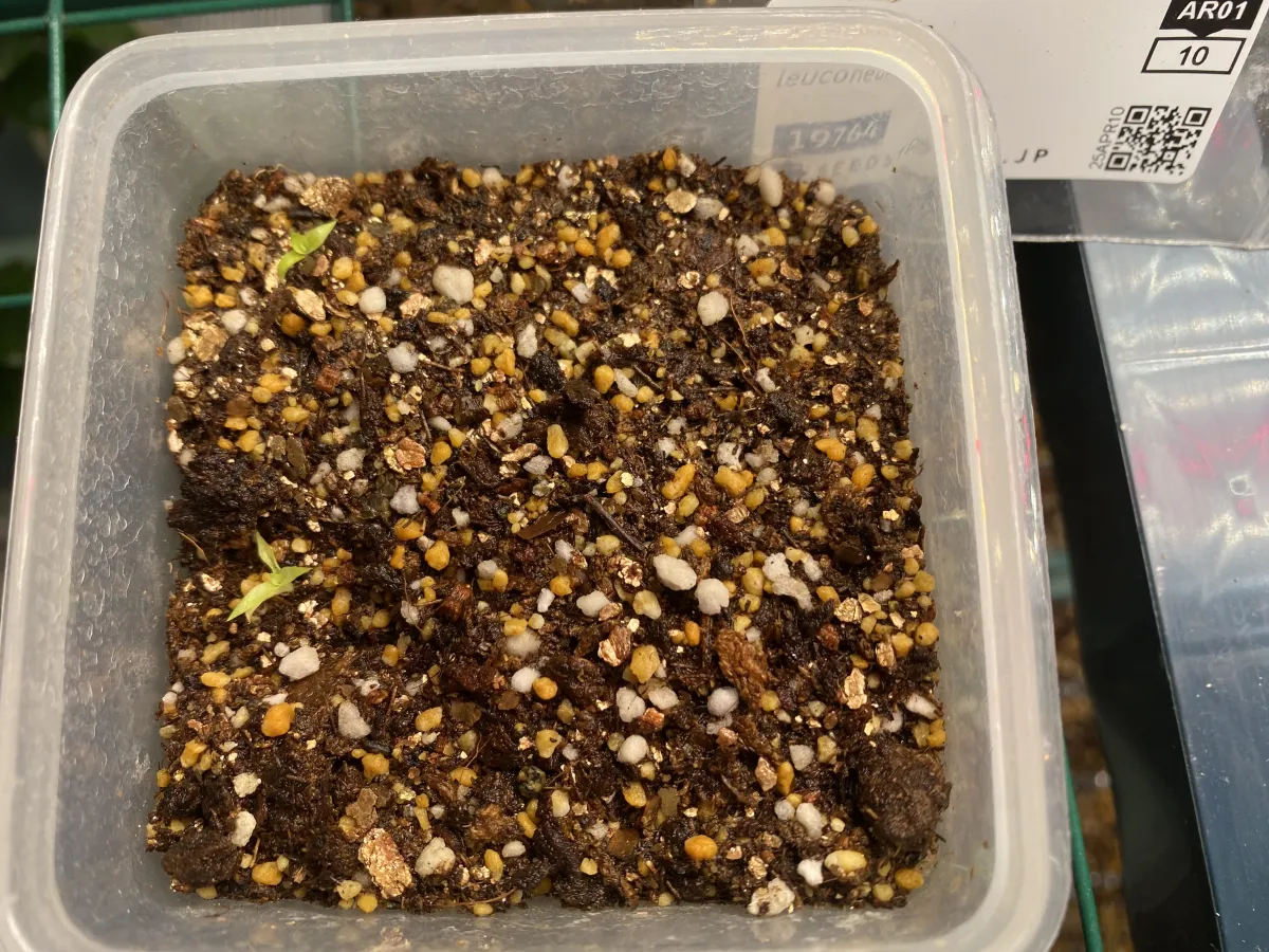 Puya weddelliana (プヤ ウェデリアナ)