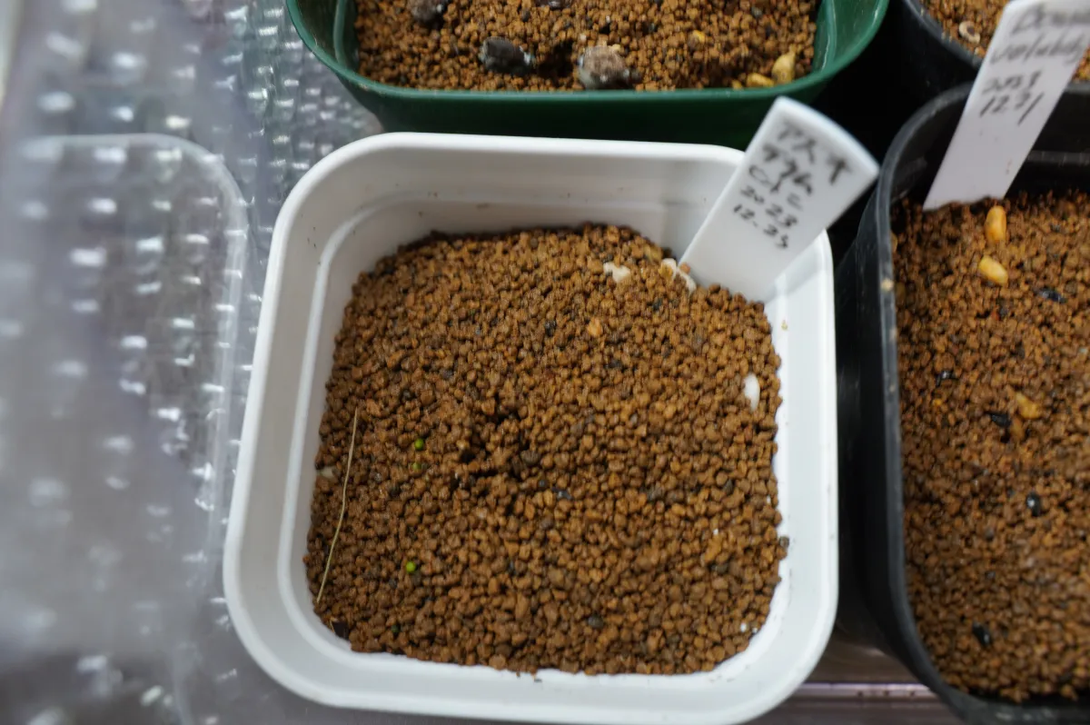 Aztekium hintonii (アズテキウム ヒントニー)