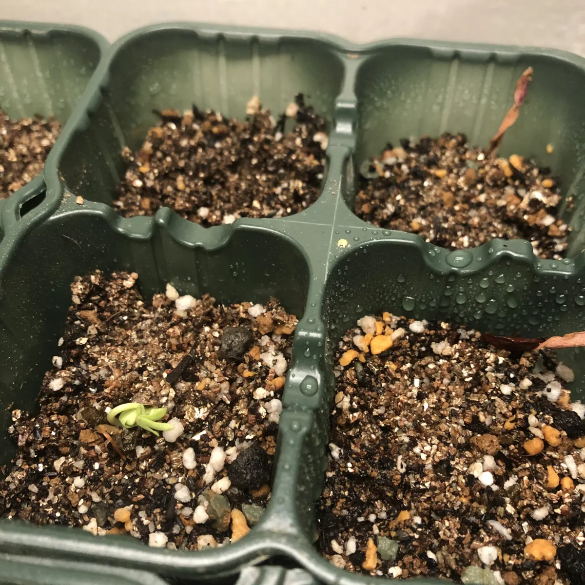 Bursera fagaroides (ブルセラ ファガロイデス)