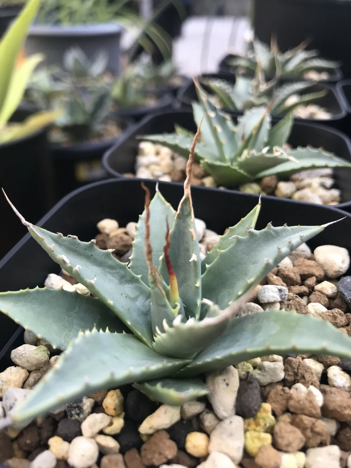 Agave utahensis var. eborispina (アガベ エボリスピナ)