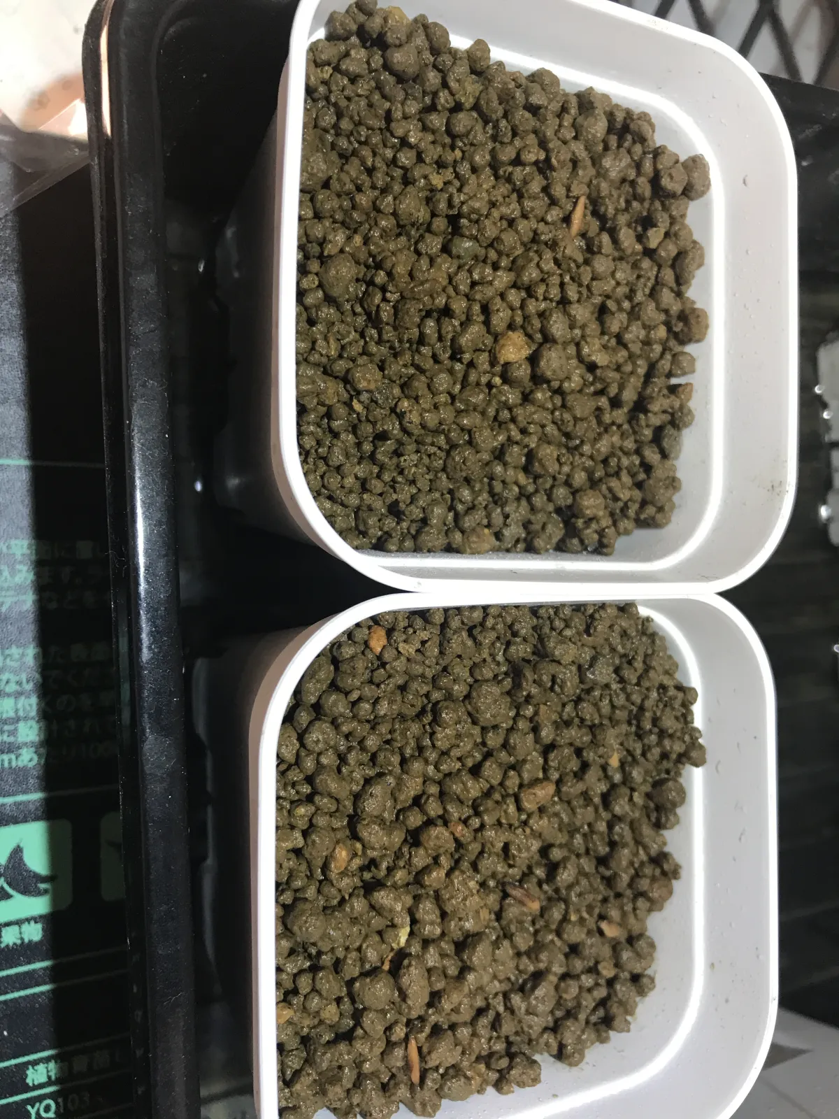 [無料種子] 発芽難 パキポディウム グラキリス　 Pachypodium rosulatum var. gracilius