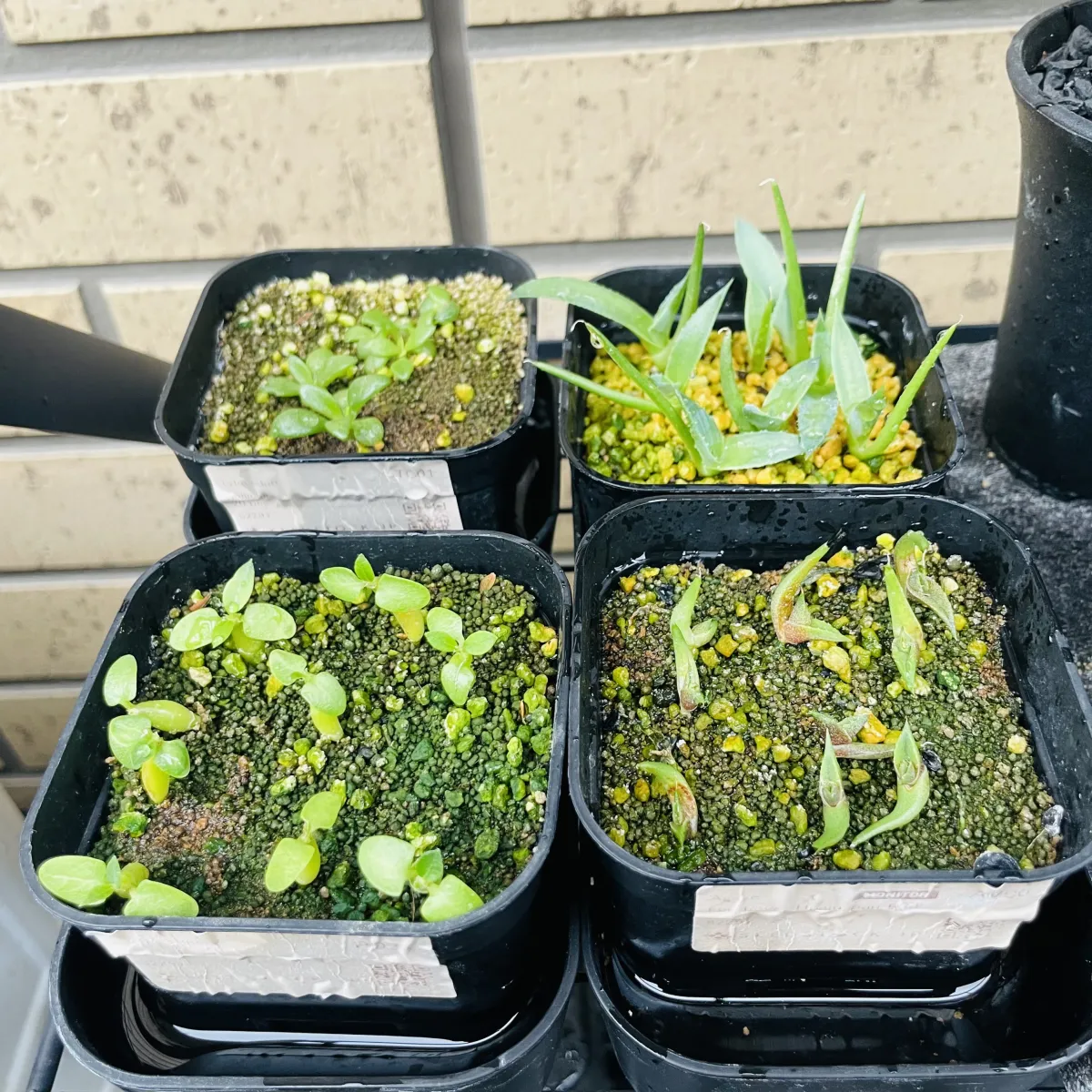 Pachypodium enigmaticum (パキポディウム エニグマチカム)