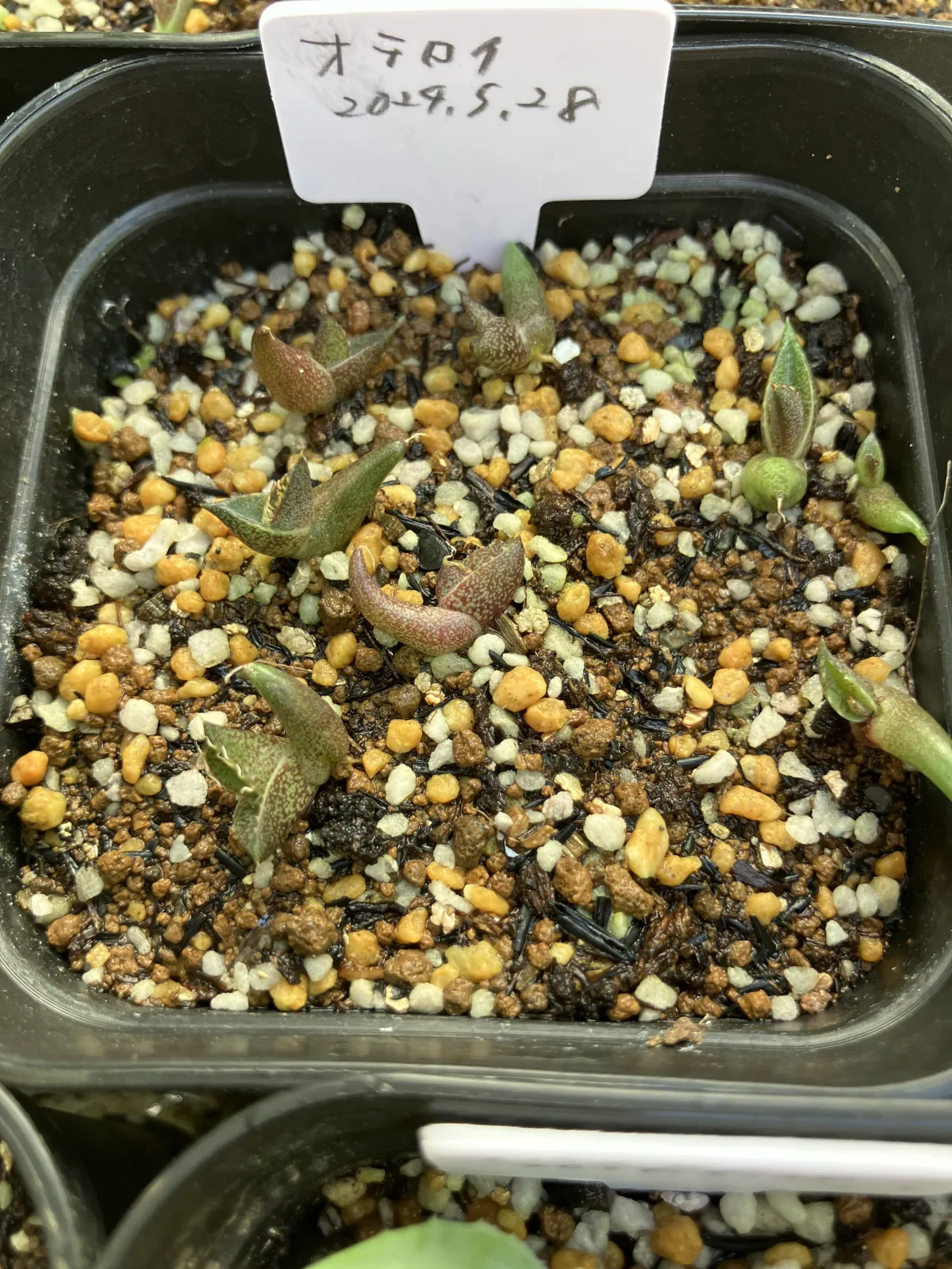 Agave oteroi (アガベ オテロイ)