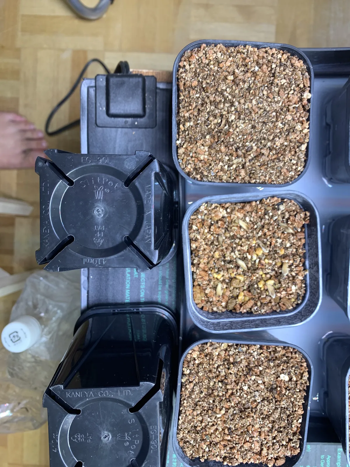 Pachypodium lamerei (パキポディウム ラメレイ 夢叶棒)