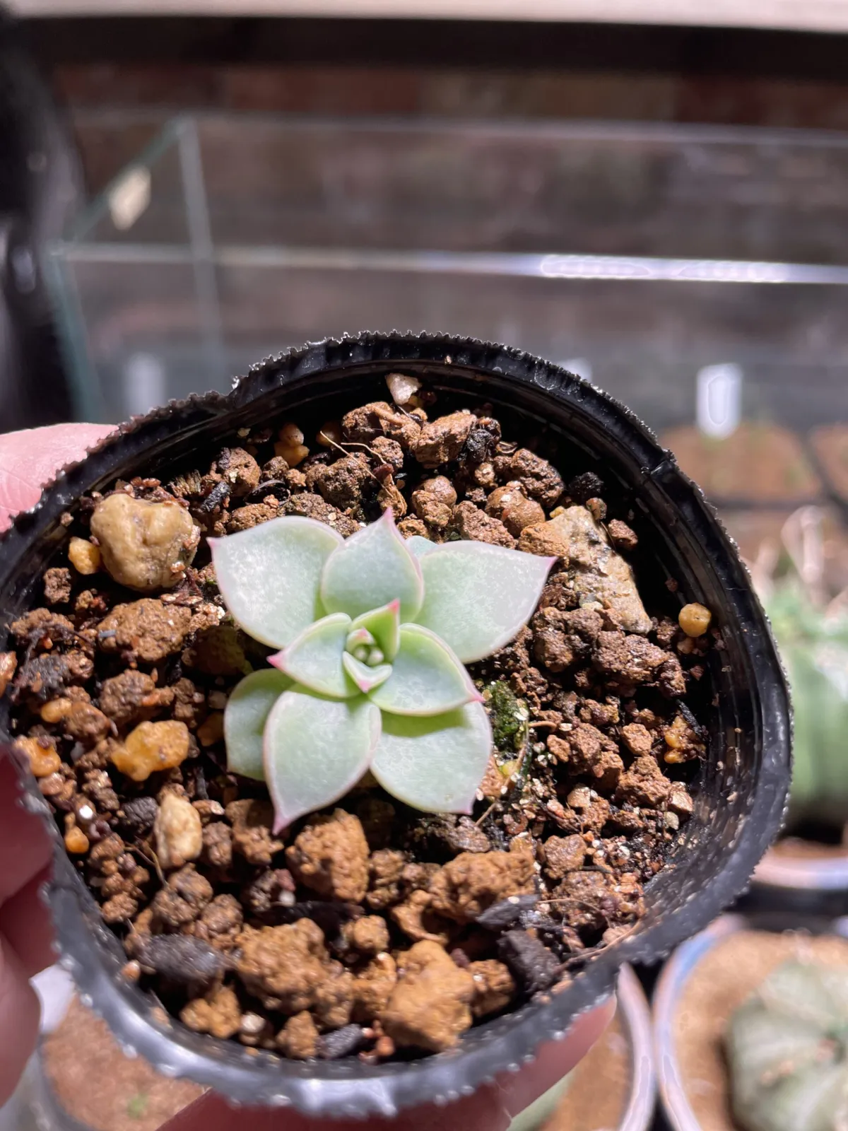 Echeveria chihuahuaensis (エケベリア チワワエンシス イエコラ)