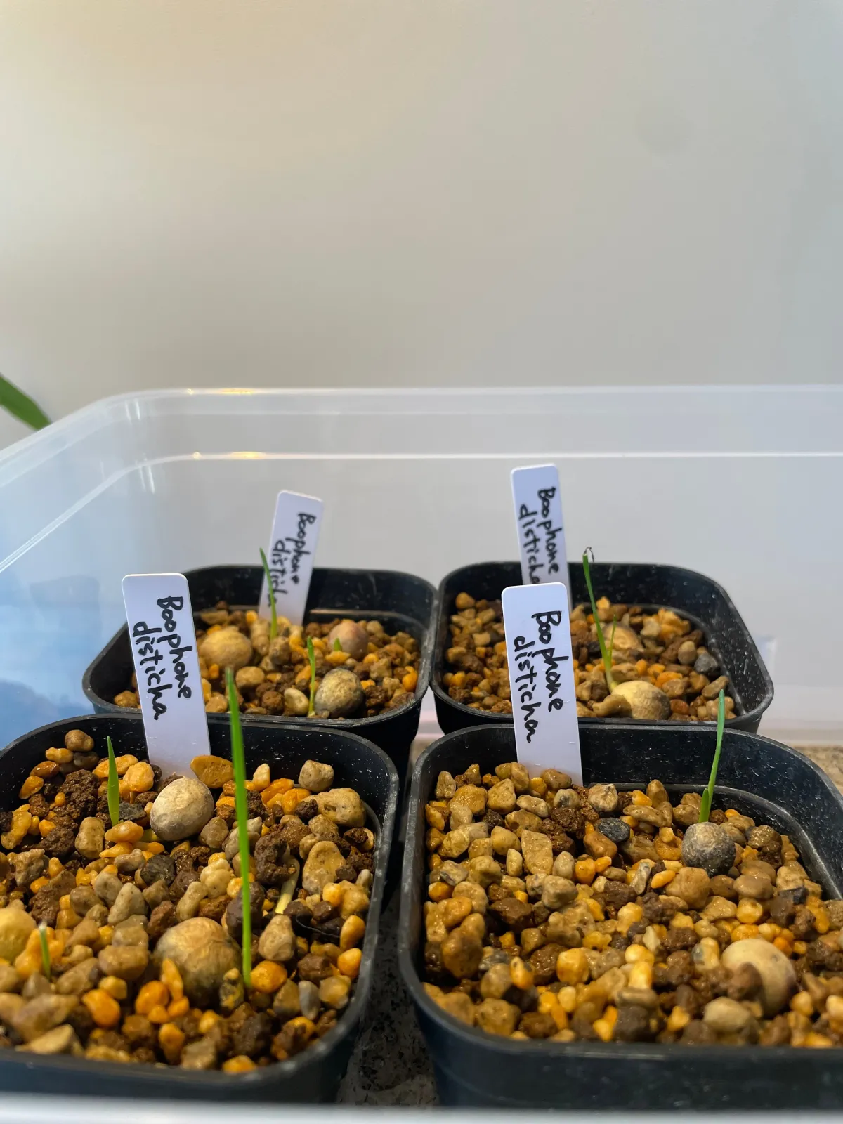 [無料種子] ブーファン ディスティカ Boophone disticha 状態難