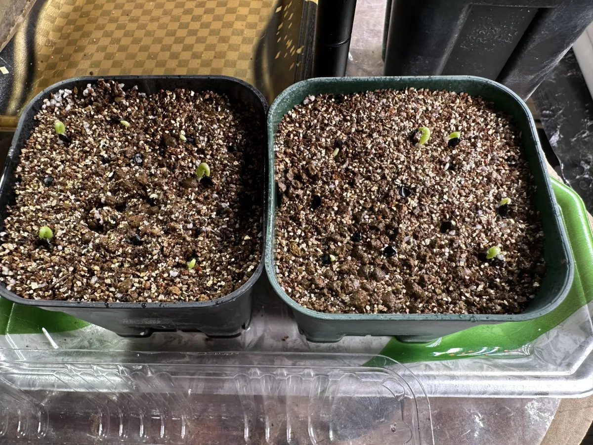 Agave oteroi 'Los Cues' (アガベ オテロイ ロス・クエス)