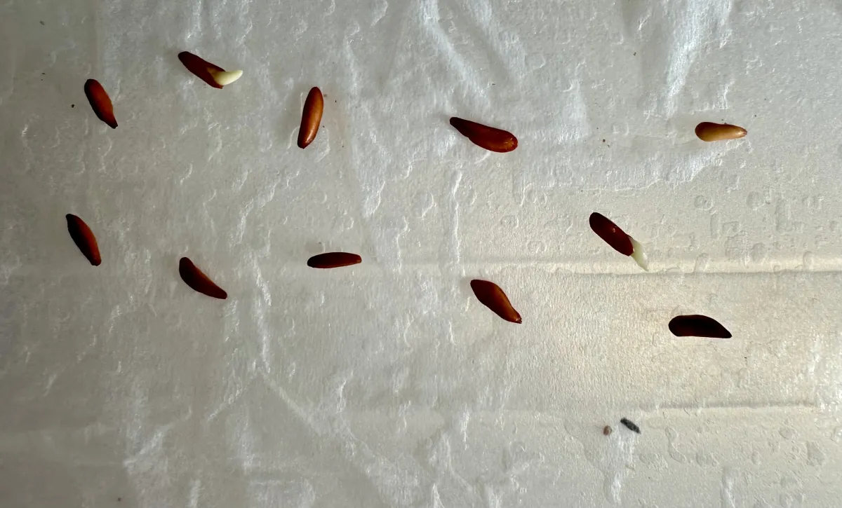 Pachypodium rosulatum var. gracilius (パキポディウム グラキリス)