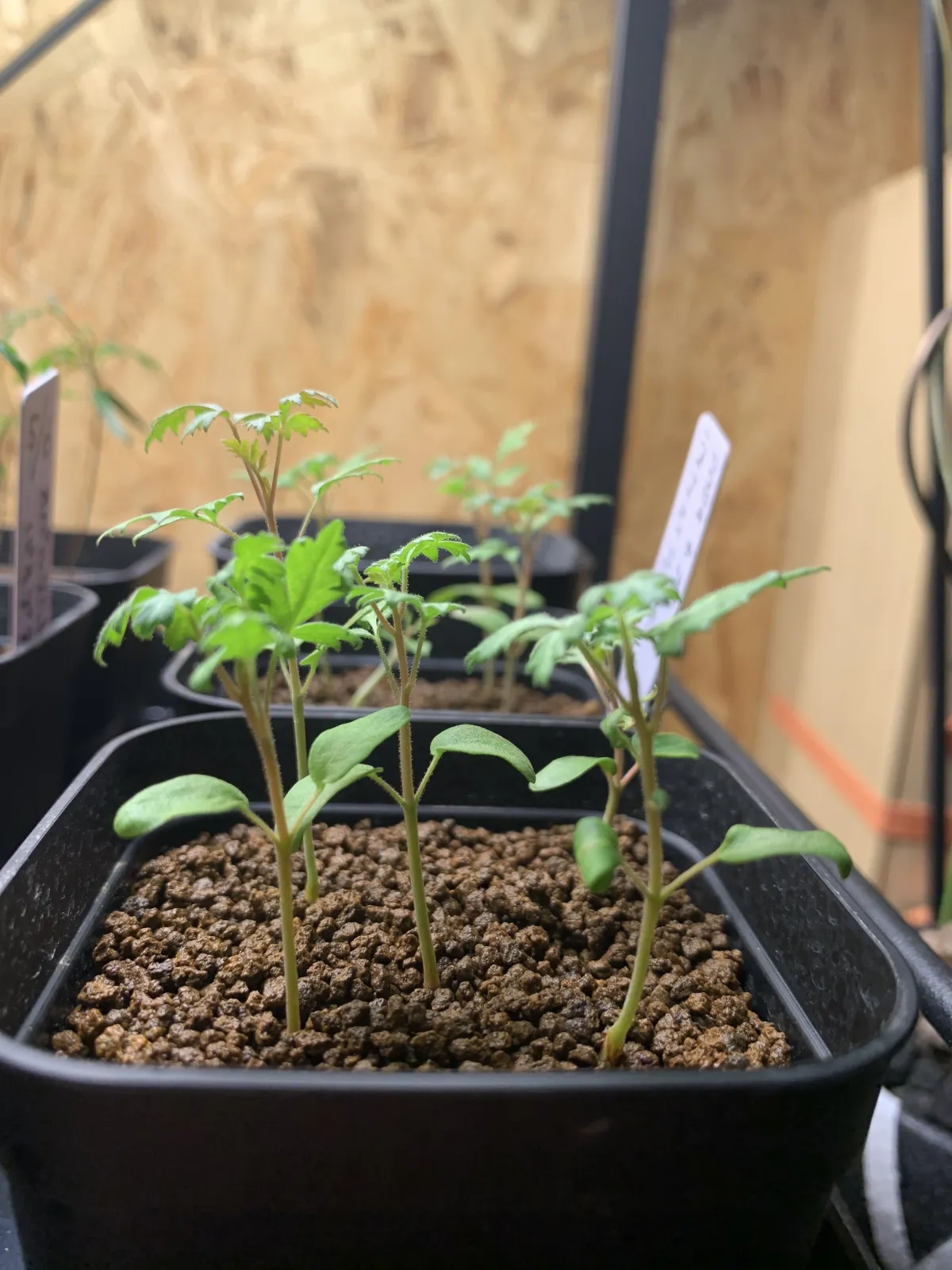 Pachycormus discolor (パキコルムス ディスカラー)