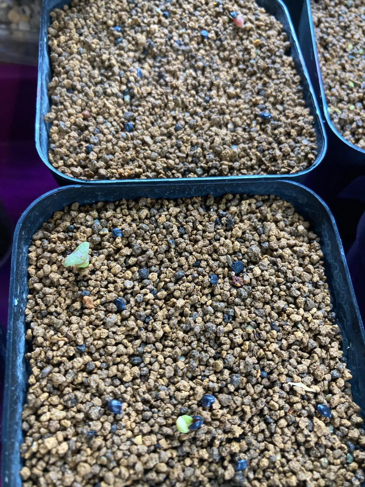 Pachycereus hollianus 'Rojo' (パキセレウス ホリアナス ロホ)