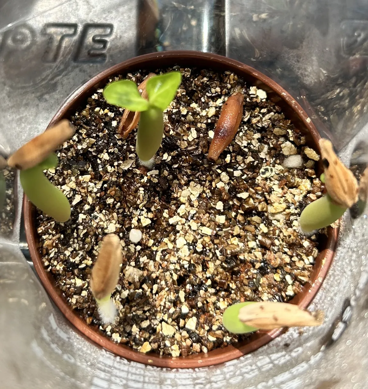 Adenium arabicum (アデニウム アラビカムゴッジ)