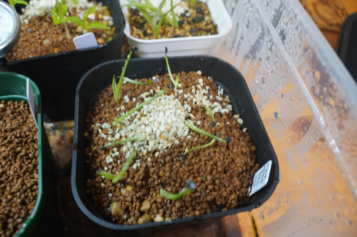 Adenium multiflorum (アデニウム マルチフローラム)