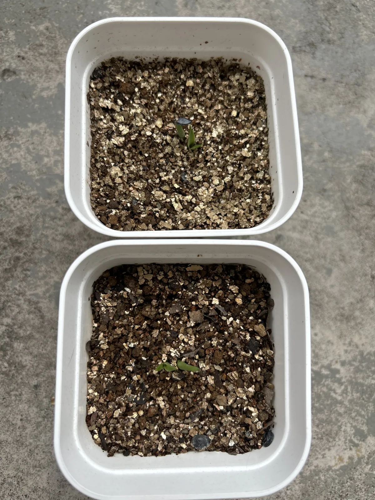 Agave asperrima (アガベ アスペリーマ)