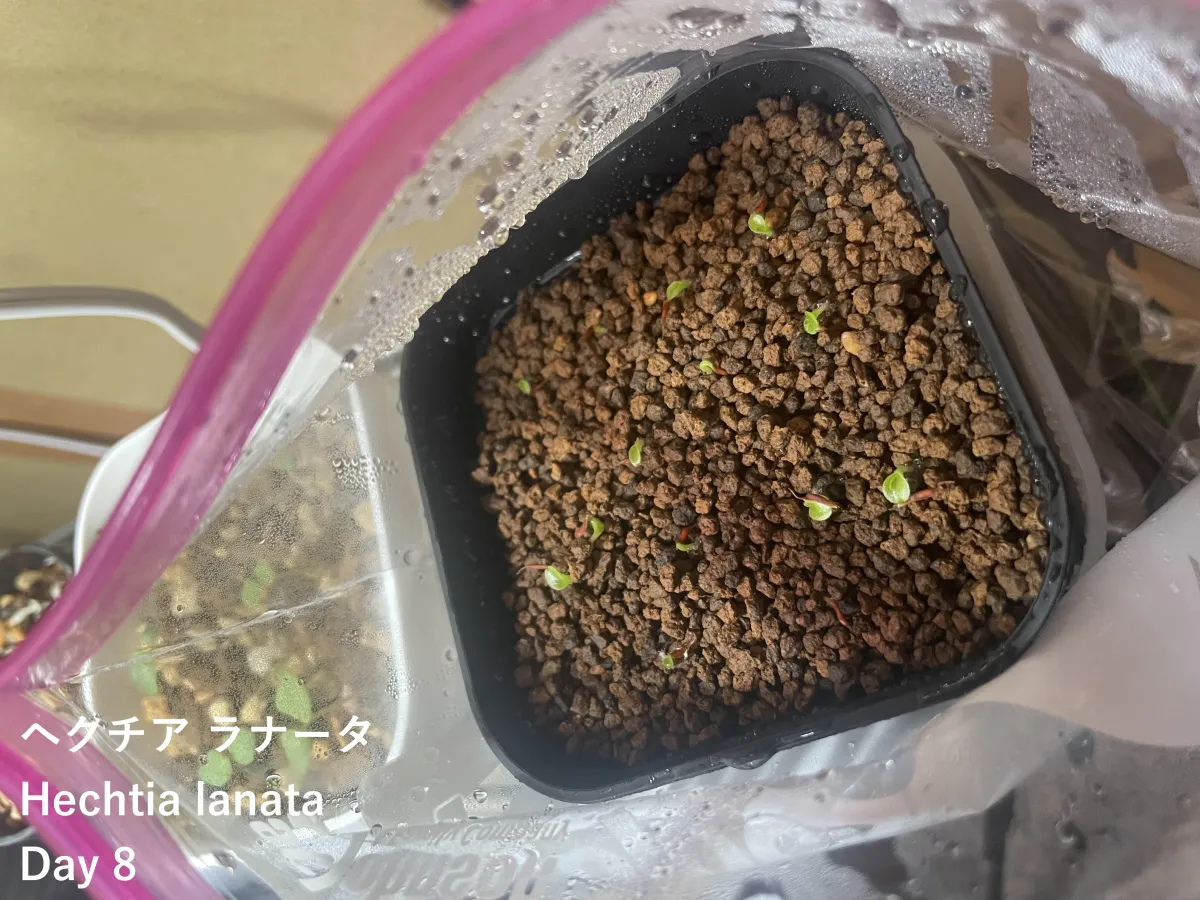 Hechtia lanata (ヘクチア ラナータ)