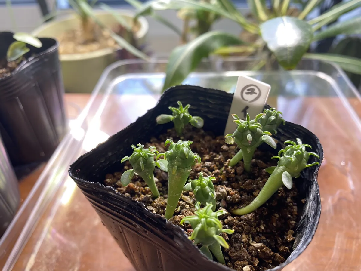 Euphorbia inermis var. huttonae (ユーフォルビア イネルミス 九頭竜)