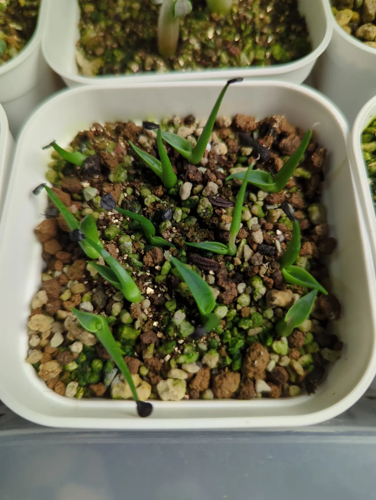 Agave utahensis var. eborispina 'Hayford' (アガベ エボリスピナ ヘイフォード)