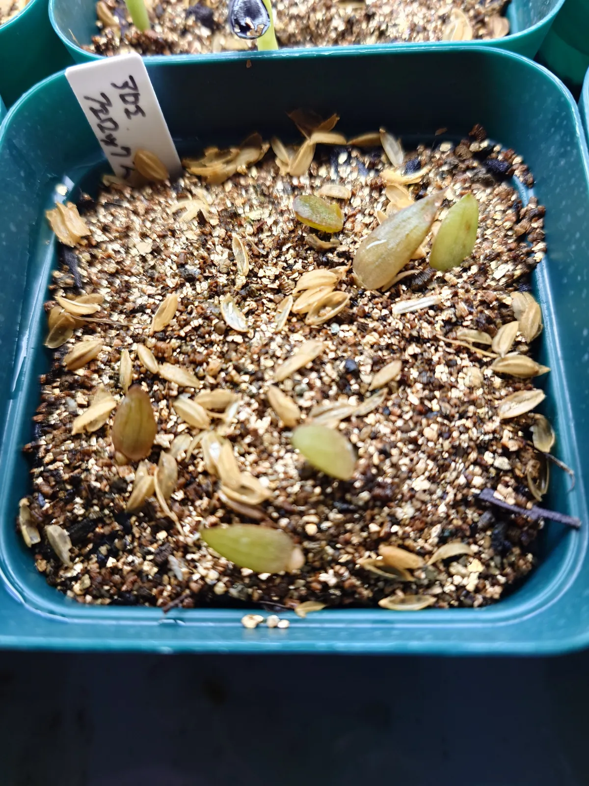 Aloe ferox (アロエ フェロックス)