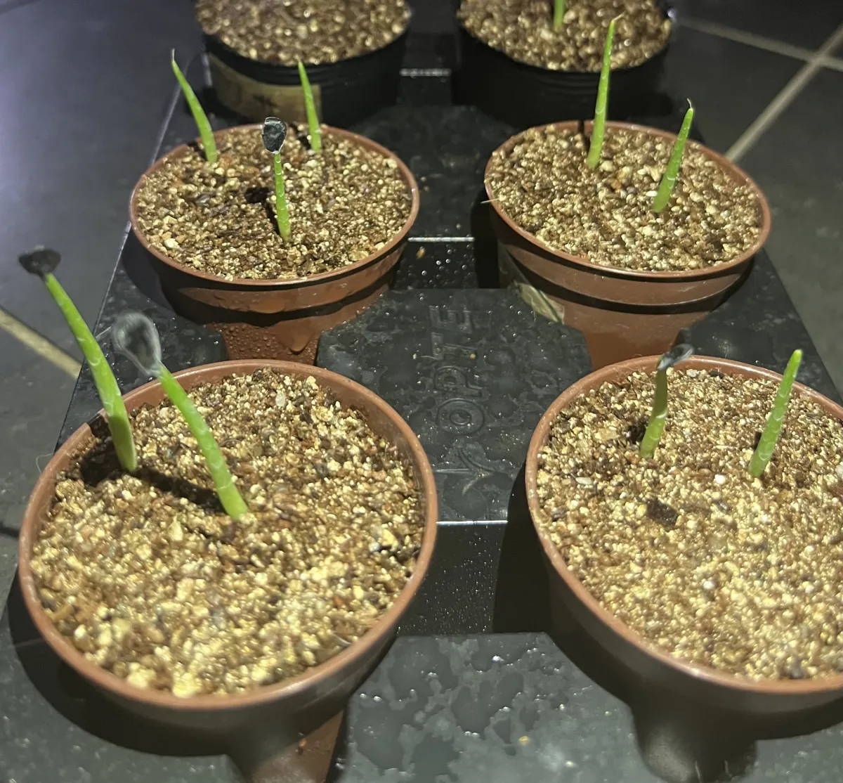 Agave montana (アガベ モンタナ)