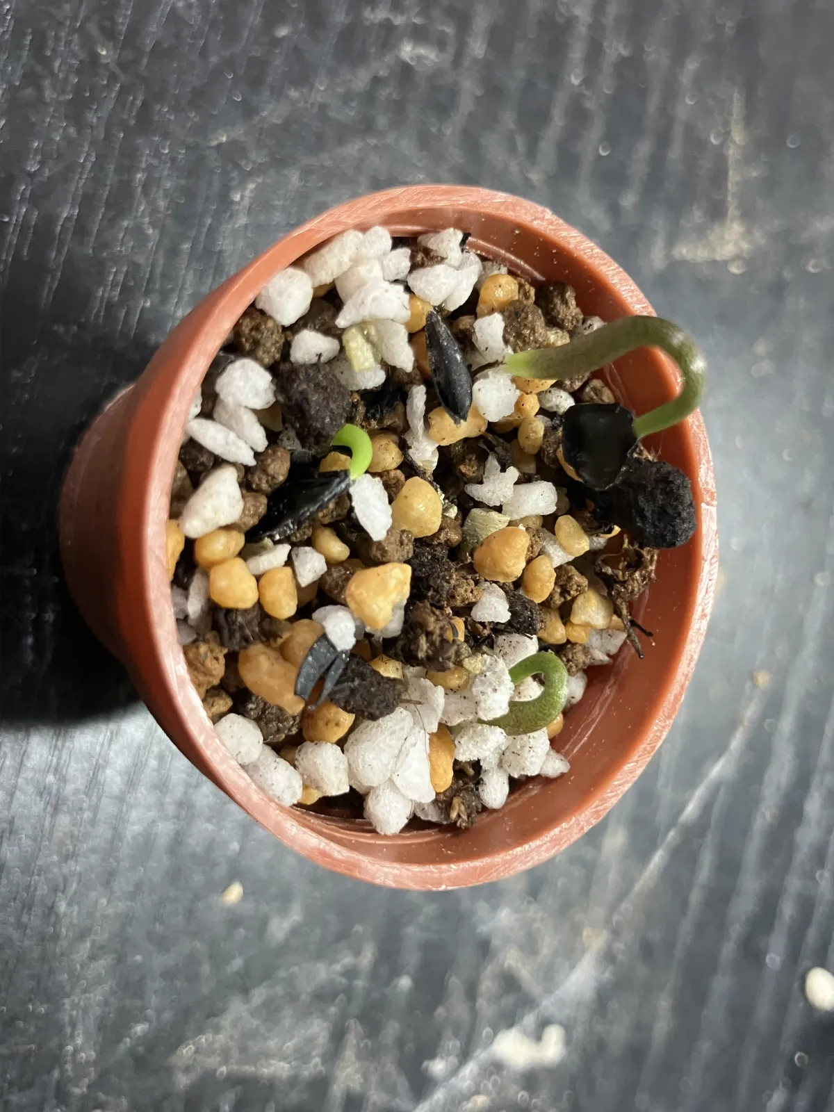 Agave potatorum (アガベ ポタトラム (Tobalá))