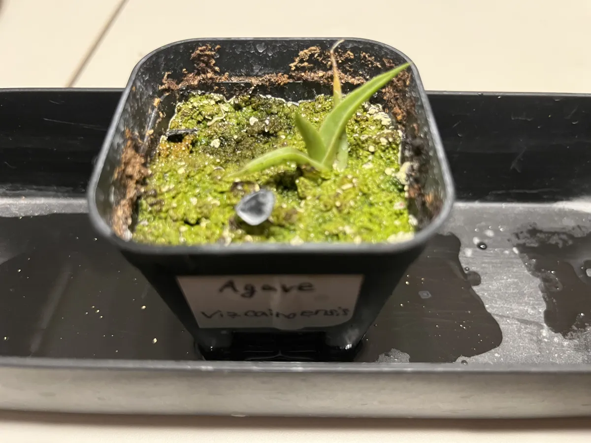 Agave vizcainoensis (アガベ ビスカイノエンシス)