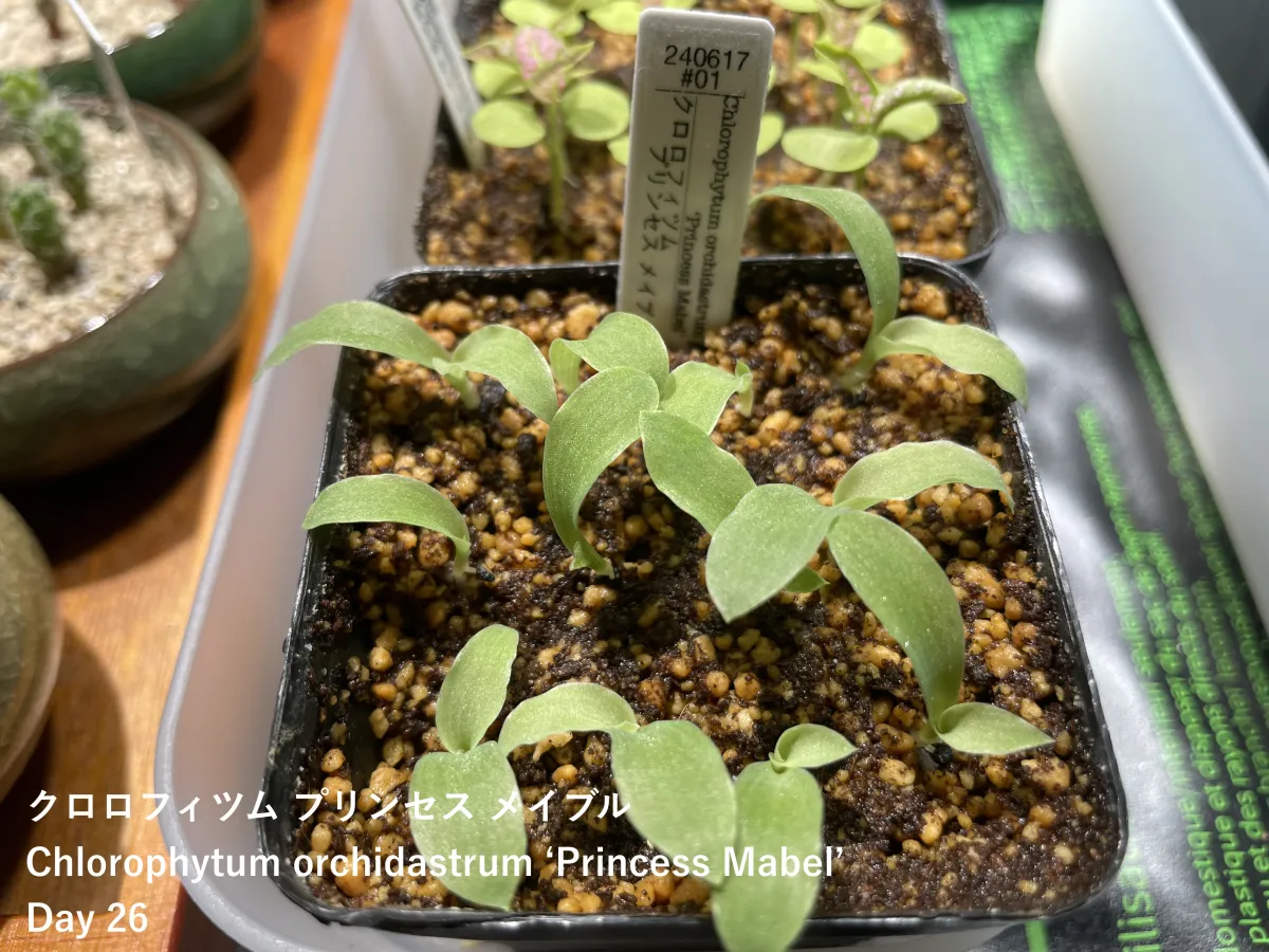 Chlorophytum orchidastrum 'Princess Mabel' (クロロフィツム プリンセス メイブル)