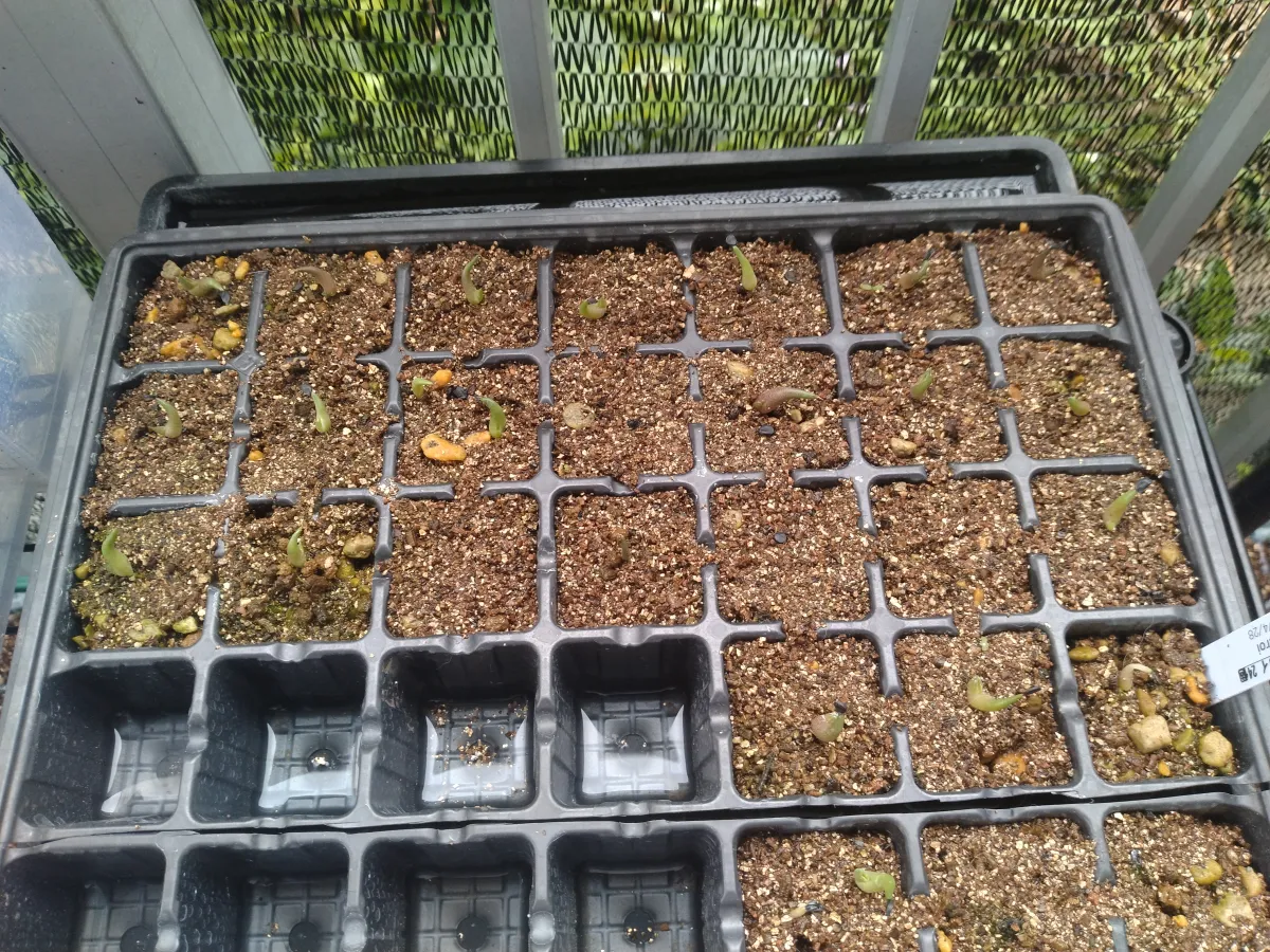 Agave oteroi (アガベ オテロイ)