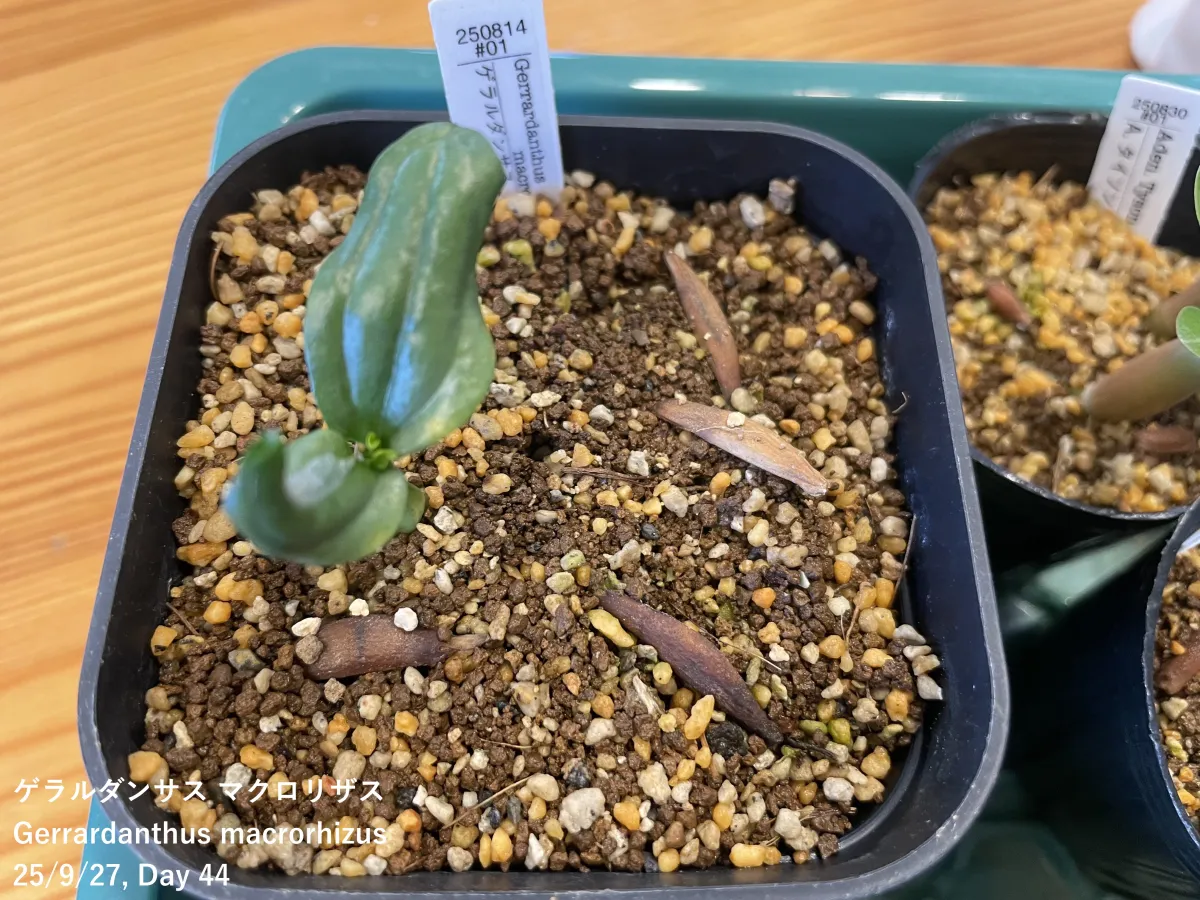 Gerrardanthus macrorhizus (ゲラルダンサス マクロリザス)