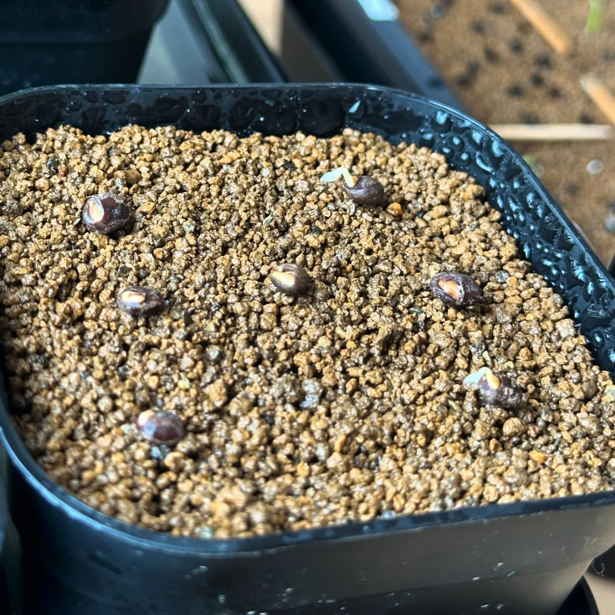 Operculicarya pachypus (オペルクリカリア パキプス)