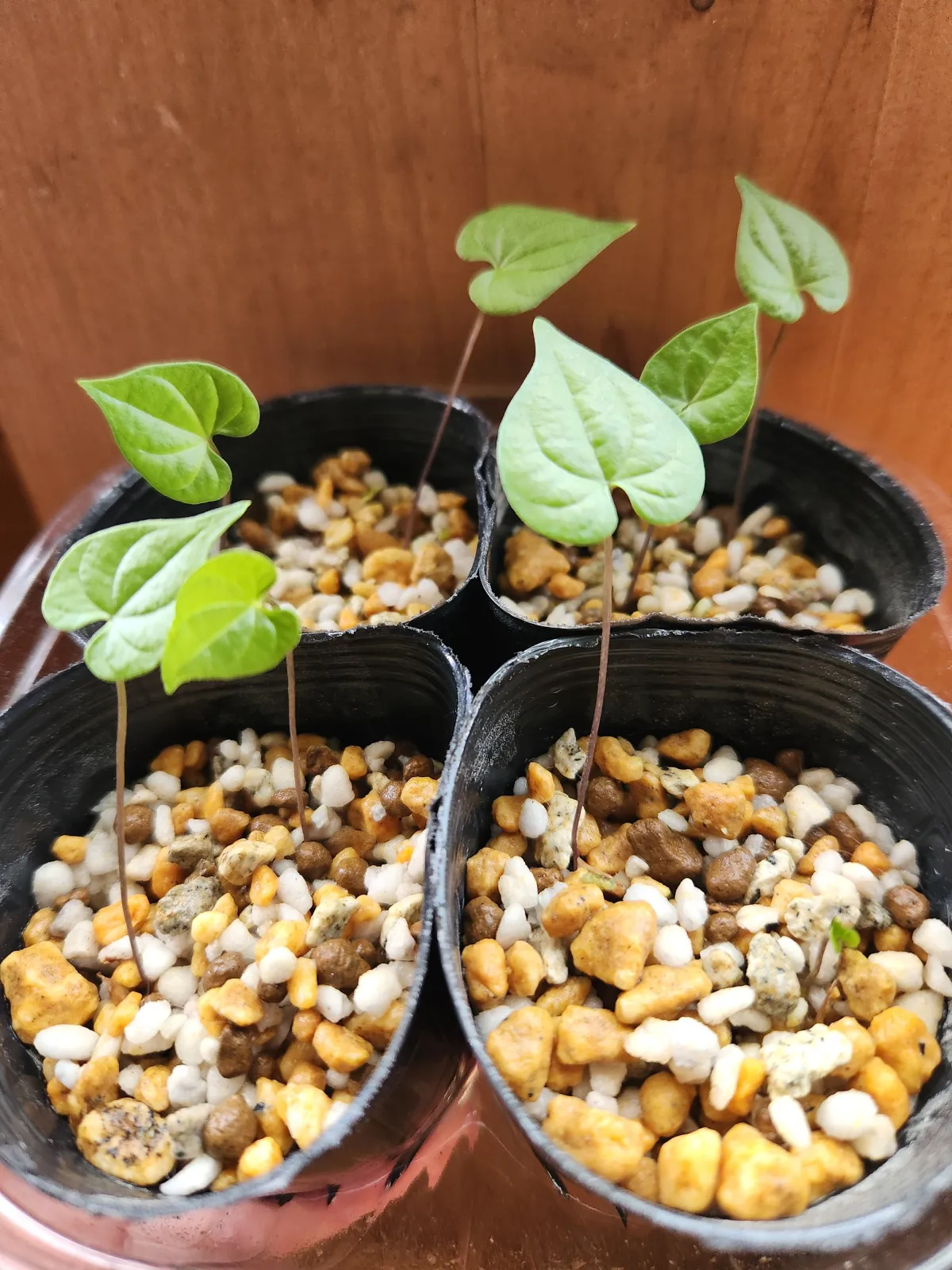 Dioscorea sylvatica (ディオスコレア シルバティカ)